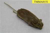 藏品(臺灣森鼠)的圖片